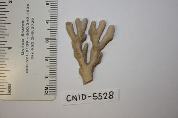 Media type: image;   Invertebrate Zoology CNID-5528 Description: Preserved specimen.;